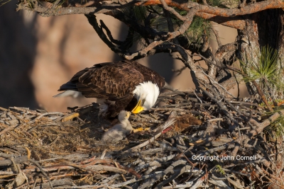 Bald-Eagle;Eagle;Eaglet;Feeding-Behavior;Haliaeetus-leucocephalus;Nest;aerie;car